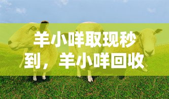 羊小咩取现秒到,羊小咩回收商家秒到