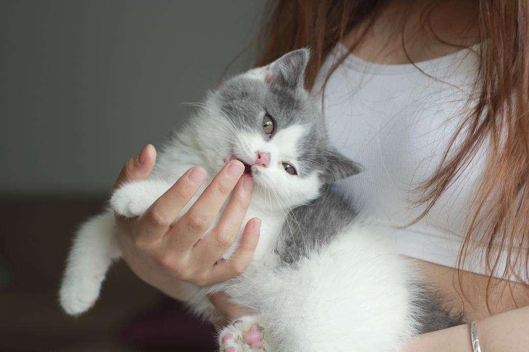 中国铲屎官,你的猫传腹441治疗方案是有毒的铲屎官品牌