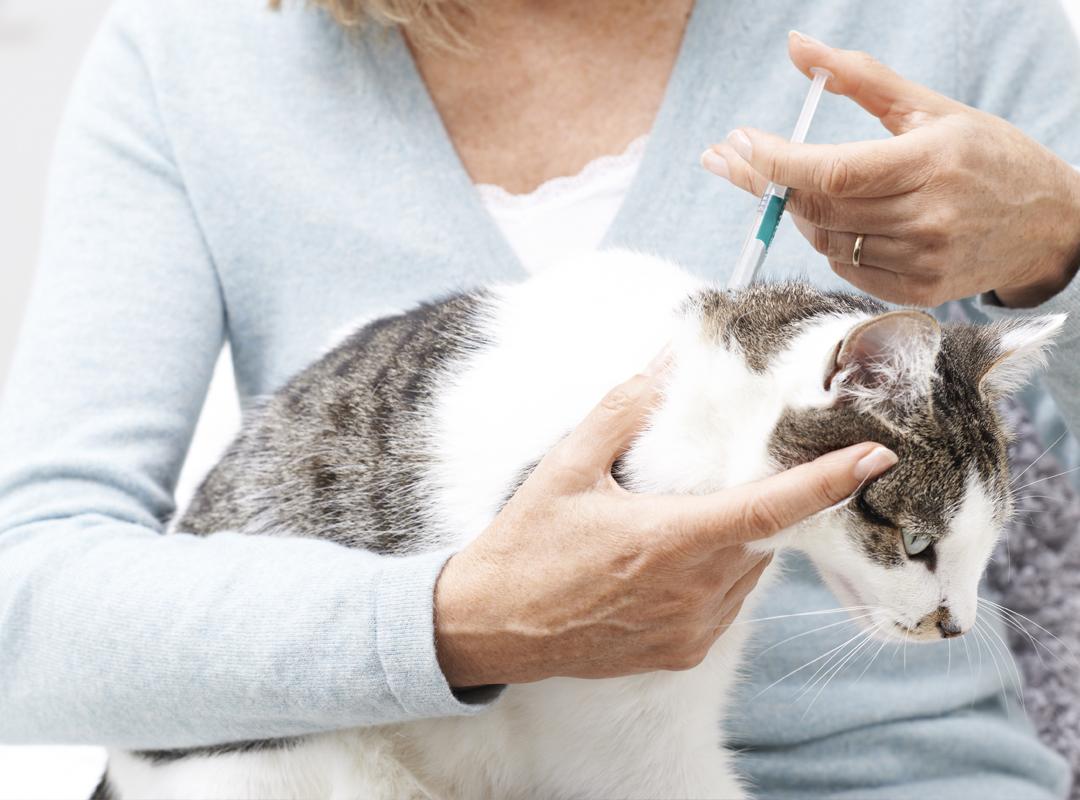 中国铲屎官,你的猫传腹441治疗方案是有毒的铲屎官品牌