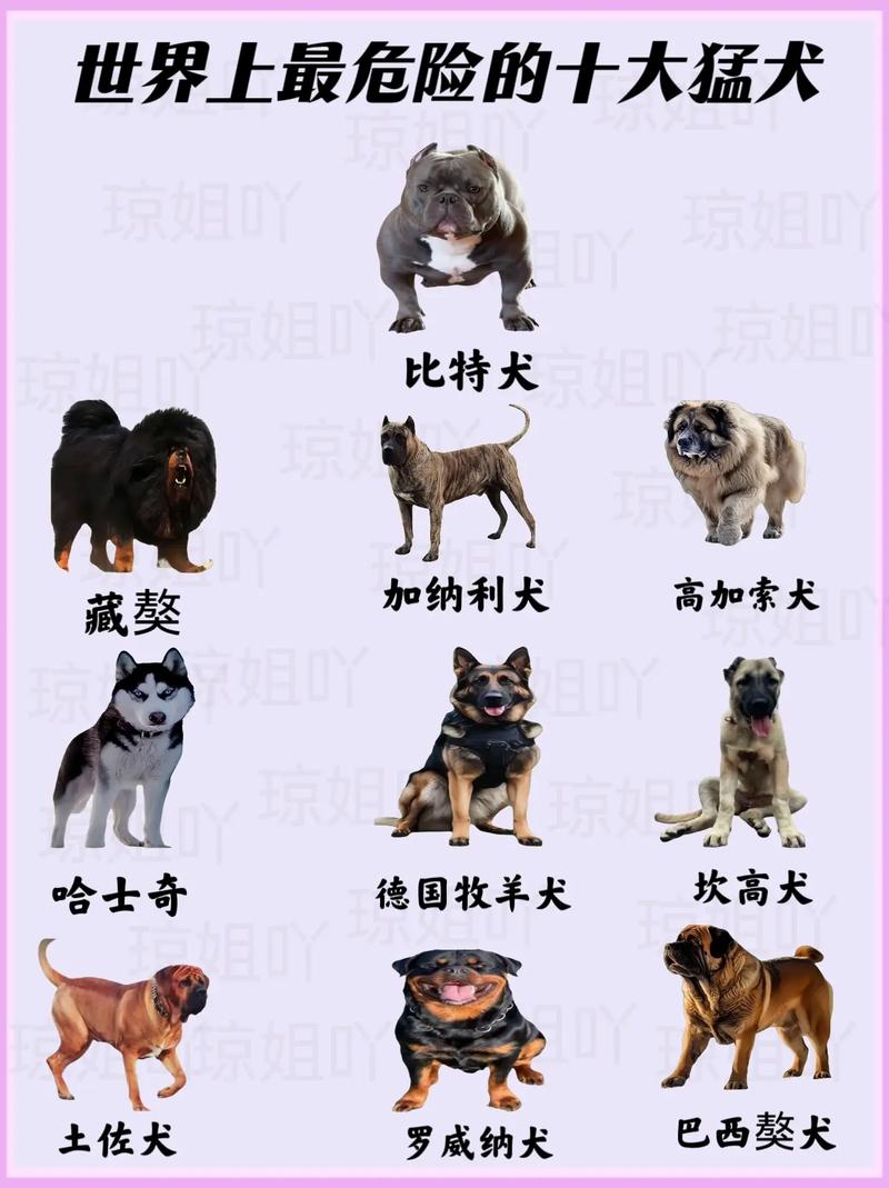 世界前十宠物狗品种世界上十大名贵的狗有哪些