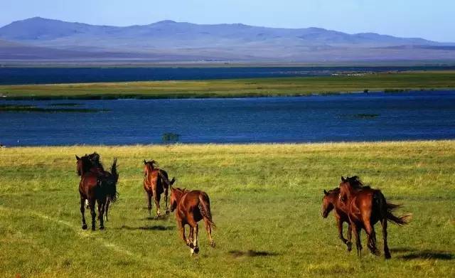 中国最漂亮牧场【丰草牧场】中国最美的十大牧场，丰草牧场就占了五个中国优质牧场排名