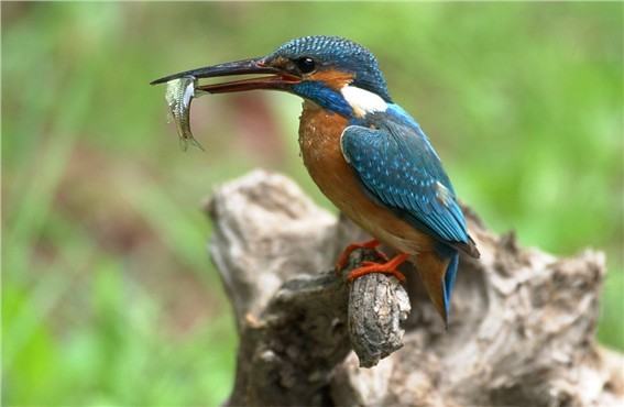 衣服的柔顺剂作用是什么，衣物柔顺剂十大排名