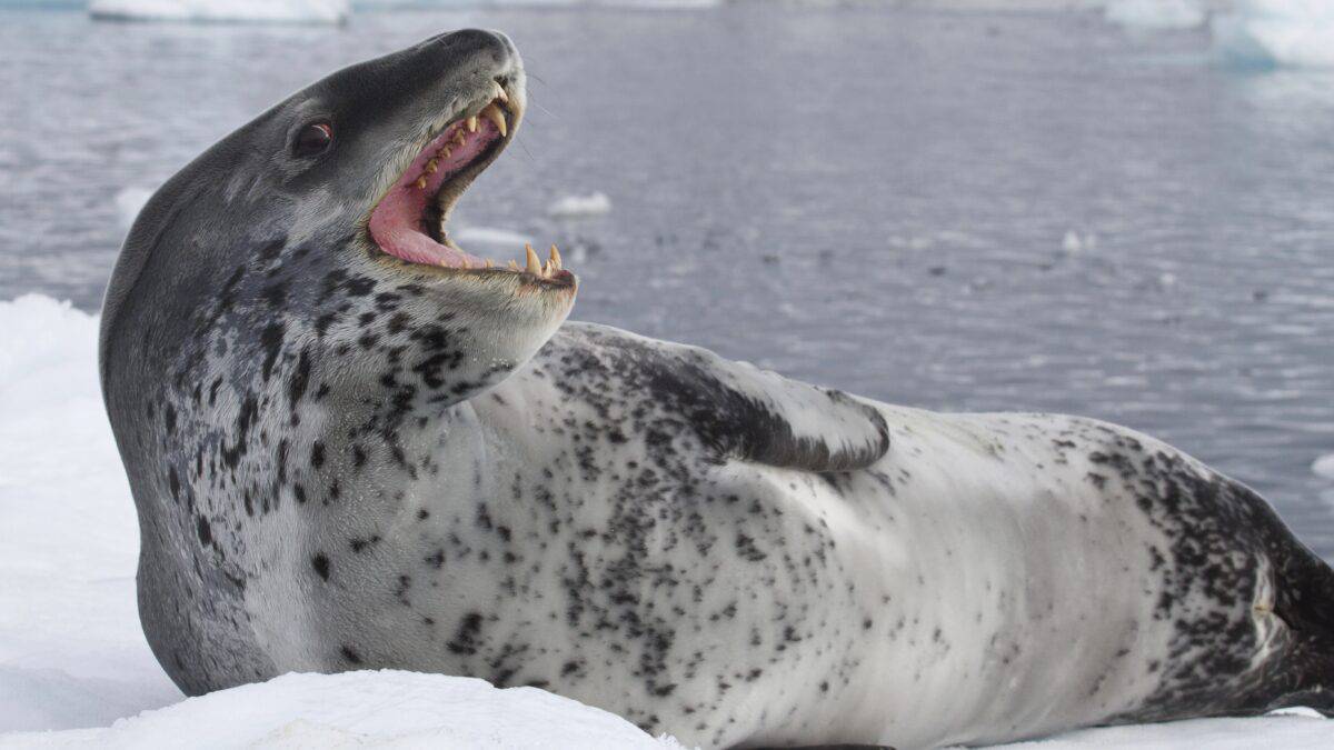 世界上最狠的海豹世界上海豹最多的国家