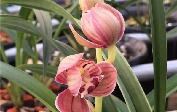 兰花的品种 十大排名最名贵的10种兰花