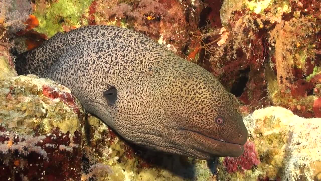 世界最帅帅的，世界上最帅的钢圈