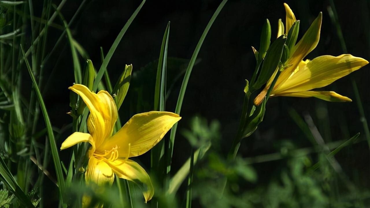 世界上最牛唐伯虎,古代最牛的2位诗人，官场不如意，为何去烟花柳巷之地从来都不用花钱？