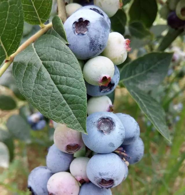 中国最漂亮的蓝莓（中国哪里盛产蓝莓最多）