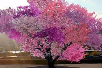 世界上最牛的果树世界上最大的牛场