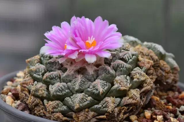 世界上最名贵植物世界最名贵的树木及花卉?