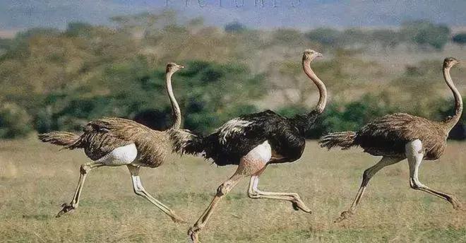 山海经异兽排名大全(世界鸟类异兽排名前十的动物)