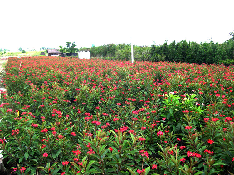 世界上最壮观花草世界上最大的花到底是大花草还是泰坦魔芋？