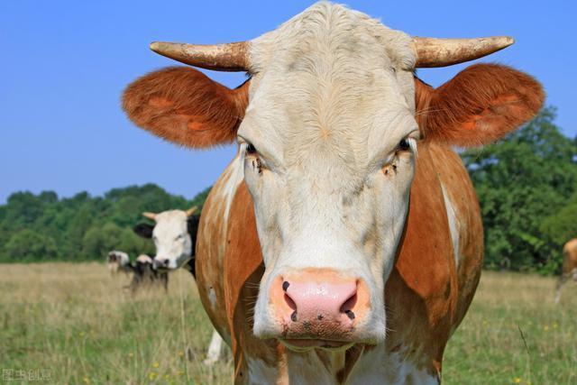 世界上最牛的法老(世界上最牛的家族)