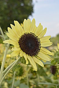 菊花的图片和资料(拼音不好的人如何在电脑打字)