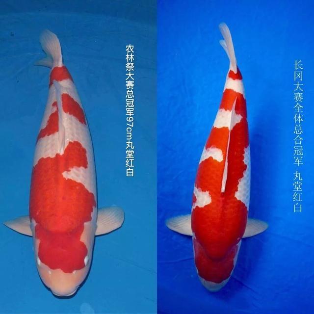 全世界获奖前十的锦鲤,一条锦鲤鱼多少钱