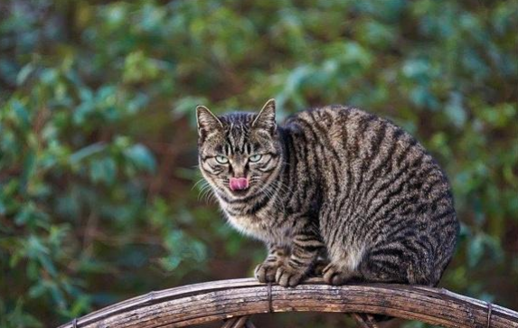 盘点十大网红猫排名红小胖只能排第三（世界上最凶残的猫科动物）