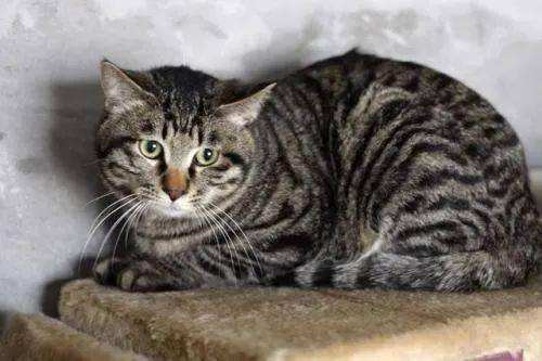 盘点十大网红猫排名红小胖只能排第三(世界上最凶残的猫科动物)