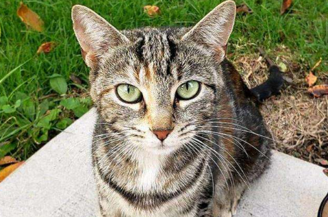 盘点十大网红猫排名红小胖只能排第三(世界上最凶残的猫科动物)