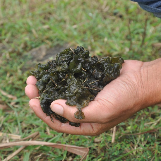 人参十大排名品种(人参排行榜)