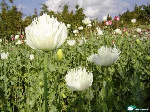 世界十大名花排名（世界排名前十的花有哪些）