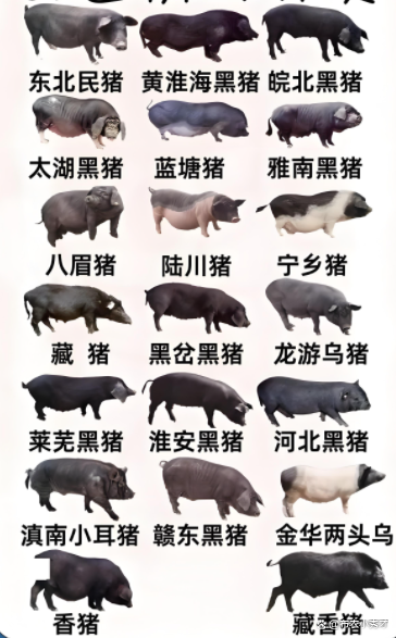 巴马香猪的做法（巴马香猪怎么做好吃）中国最好的土猪