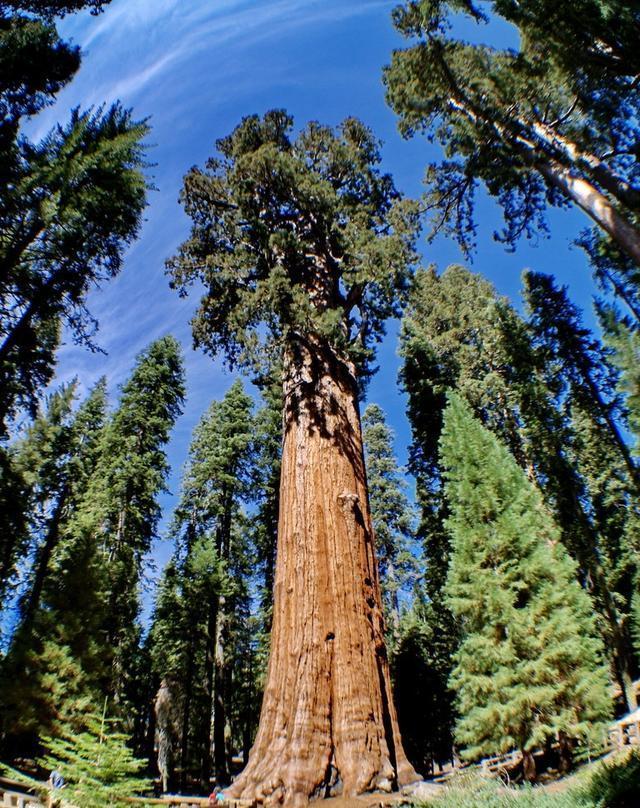 世界上最粗最高的树,吉尼斯茎粗纪录是多少