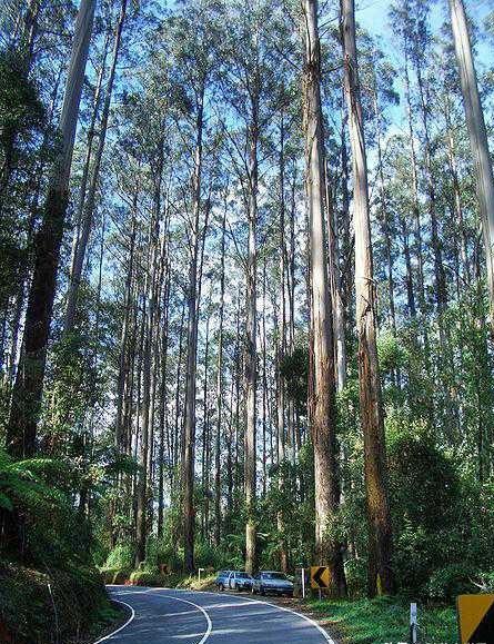 世界上最粗最高的树世界上最粗的树是百奇大栗树，它生长在地中海西西里岛的埃特纳火山的山坡上，树干一周的长度打55.4
