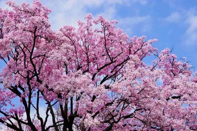 世界上最美花林排名前十世界上最美的花是什么花排名