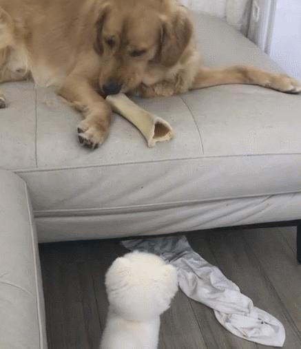 中国最棒哥哥八一问候语简短