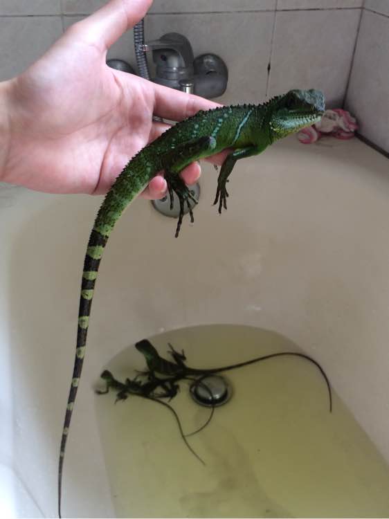 世界上最奇怪的水龙,谁知道西方神话中的龙的资料