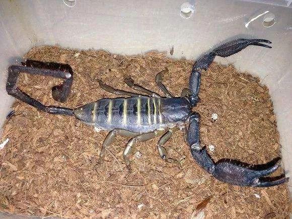 四川哪里可以吃上美味十足的羊蝎子火锅？（成安羊蝎子）