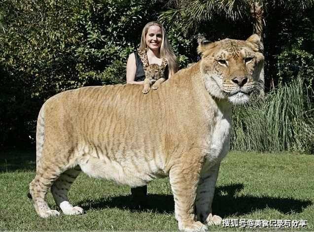 世界狮虎家族排名前十,狮子与老虎到底谁更凶猛?