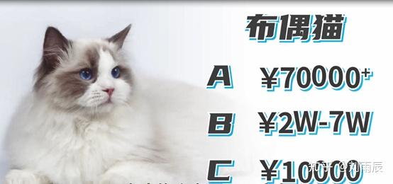 世界最名贵的十大宠物猫，布偶猫排第六，第一全球每年产量仅有100只全世界排名前十的猫咪品种