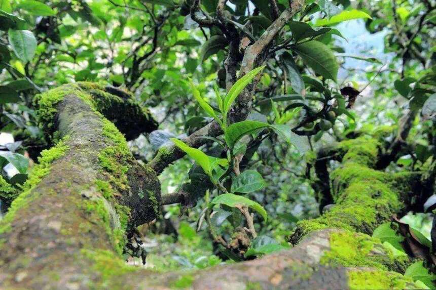 中国最古茶树品种(中国最古茶树品种大全)