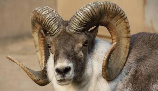 世界上“最憋屈”的动物,即便避开了所有天敌,仍会死在自己手中吗?最憋屈的动物