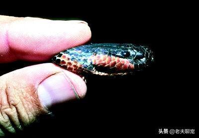 世界上最妖媚的蛇世界上最妖媚的蛇是什么蛇