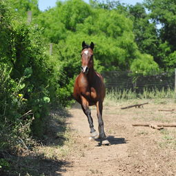 世界上最绿马的地方，世界上最绿马