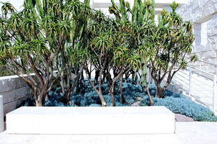 中国最神奇树木有哪些,中国最神奇树木