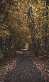 中国最神奇树木有哪些,中国最神奇树木