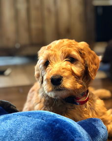 世界上最可爱最白，世界上最可爱最白的狗