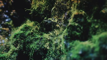 世界所有蜘蛛排名前十，世界蜘蛛大全