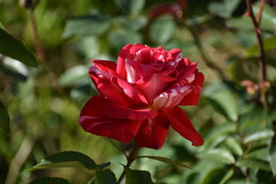 世界上排名前十最香的花,世界上最香的花排名第一