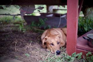 世界上最懒的国家是什么国家?，世界上最懒惰国家