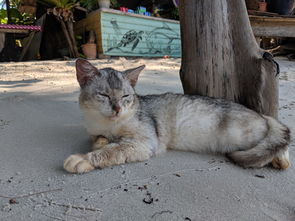 全世界最贵的狗排行榜，世界最贵名狗排行榜前十