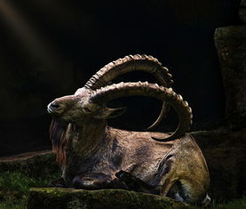 世界上最凶猛的人性，世界上最凶猛的人类