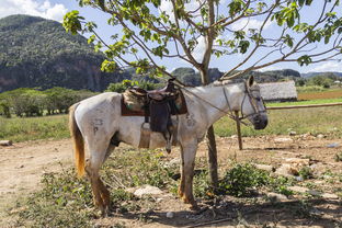 中国最贵的牛多少钱，中国最尊贵的牛是哪个马