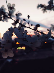 世界上最棒的花鸟画图片高清，世界上最棒的花鸟画图片