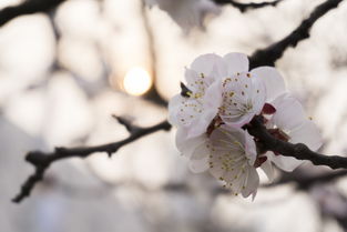 中国最古老的梅园，中国第一梅园