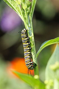 世界上憋气最强的人,世界上最憋屈鱼类排名前十