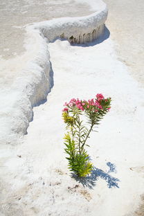 世界上永久冻土区最长的高原铁路是?，世界上最永久冻土区