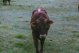 世界各国牛数量排名,世界产牛国家排名前十